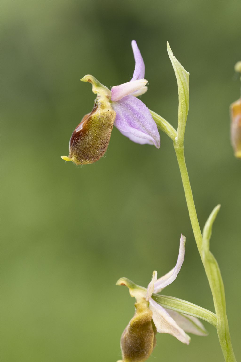 Ophrys carbronifera